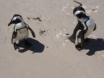 safrica10_image38.jpg